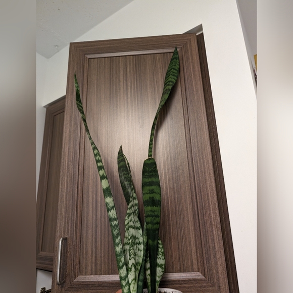 Snake plant - Picture 7 of 13